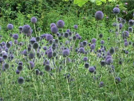 Museum Insel Hombroich : Gartenanlage